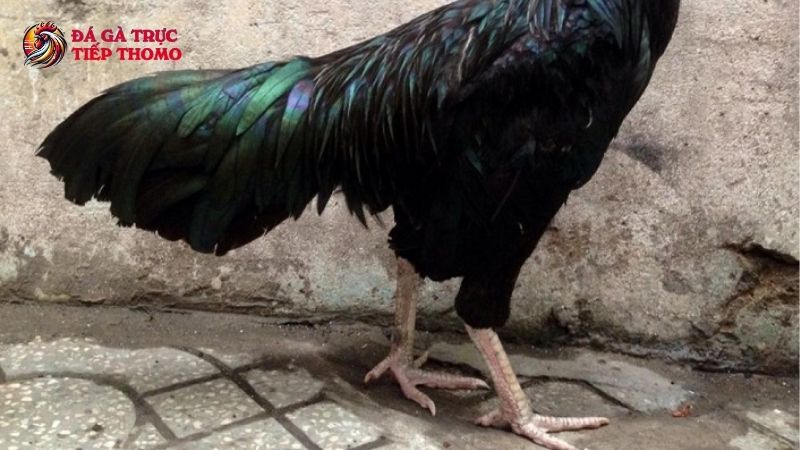 Làm thế nào để chọn gà ba hàng vảy chiến tốt