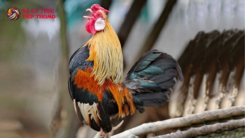 Lựa chọn giống gà tre phù hợp cho việc nuôi