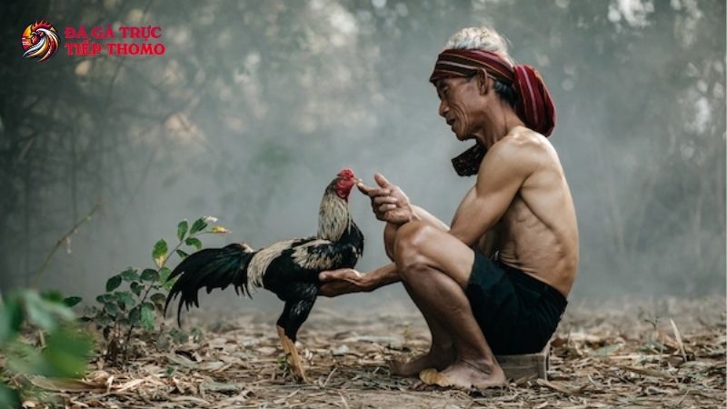 Một số lưu ý quan trọng khi pha nước cho gà chọi