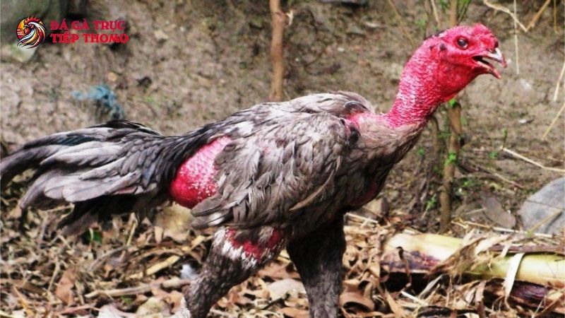 Những lý do khiến gà mắc bệnh phổi