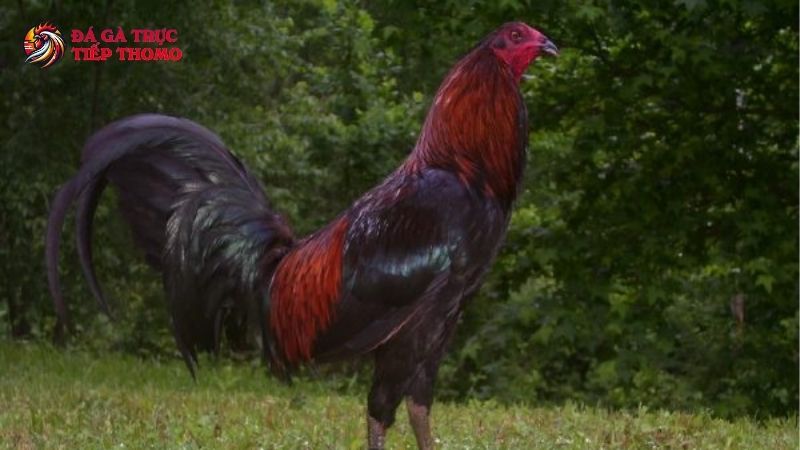 Nuôi gà Peru có ưu điểm gì?