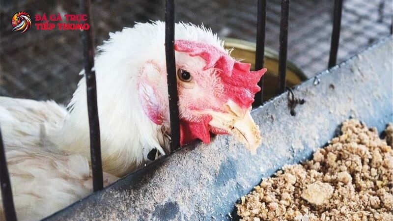 Phương pháp chữa trị gà chọi bị tiêu chảy hiệu quả