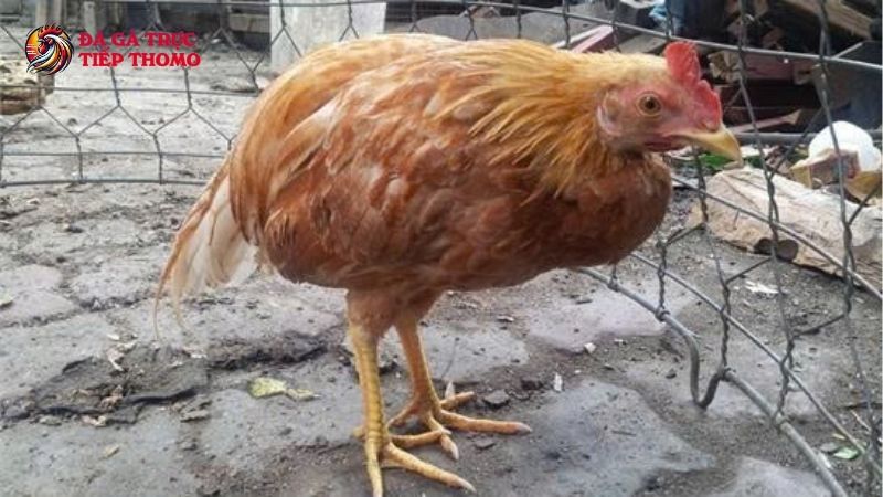 Phương pháp khắc phục bệnh thương hàn ở gà