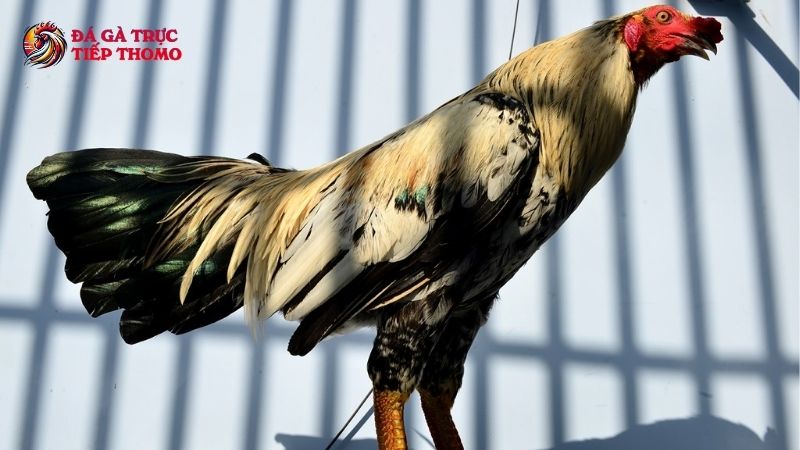 Phương pháp nuôi gà ba hàng vảy khỏe mạnh