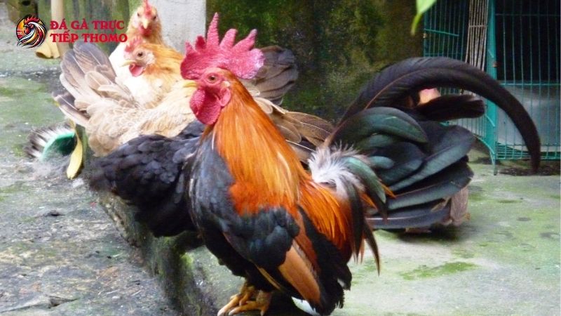 Tại sao gà tre lại được ưa chuộng?