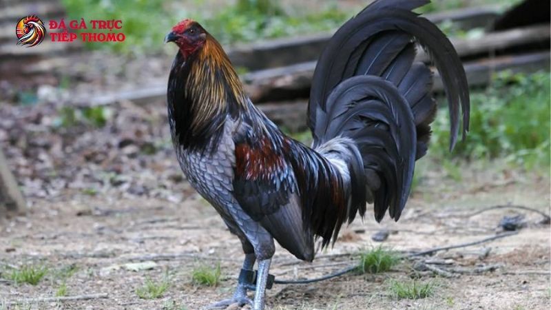 Vệ sinh nơi ở của gà thường xuyên