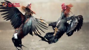 xem đá gà cựa sắt ăn tiền