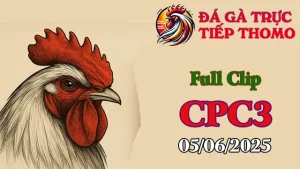 Full Clip Đá Gà Thomo C3 Ngày 05/06/2025