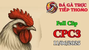 Full Video Clip Đá Gà Thomo C3 Ngày 11/06/2025
