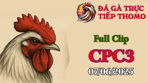 Full Clip Đá Gà Thomo C3 Ngày 07/06/2025