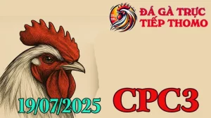 Phát Lại Đá Gà Trực Tiếp Thomo C3 Ngày 19/07/2025