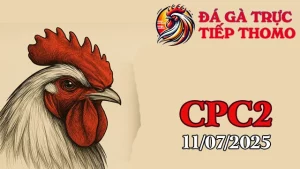 Full Clip Đá Gà Thomo C2 Ngày 11/07/2025