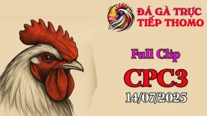 Xem Lại Đá Gà Thomo Hôm Nay C3 Ngày 14/07/2025