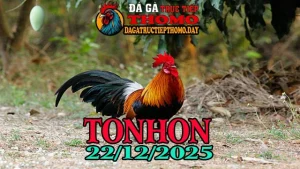 Clip gà đá Tonhon trực tiếp hôm nay 22122025