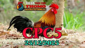 Phát Lại Clip Đá Gà Thomo CPC5 Ngày 2512