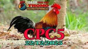 Video gà đá CPC5 trực tiếp hôm nay 22122025