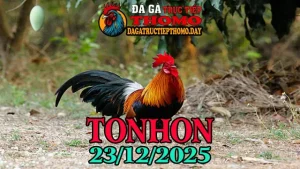 Xem Video Phát Lại Đá Gà Tonhon Ngày 23122025