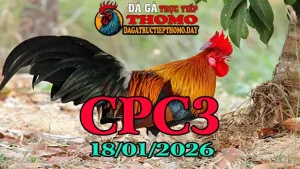 Tổng hợp trực tiếp đá gà CPC3 hôm nay 18012026 phát lại