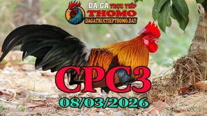 Clip đá gà Thomo CPC3 hôm nay 08032026 – Trận gà đỉnh cao