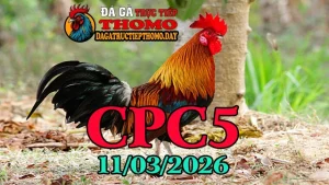 Full video đá gà trực tiếp CPC5 ngày 10032026 từ trường gà Thomo