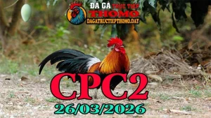 Video Clip Đá Gà Trực Tiếp CPC2 Ngày 26-03-2026