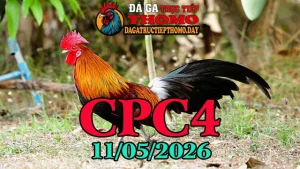 Video đá gà trực tiếp CPC4 ngày 11052026