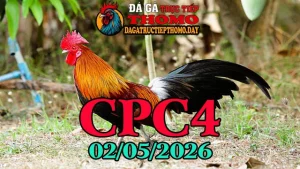 Xem lại Video Clip đá gà trực tiếp CPC4 ngày 02052026